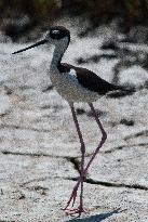 Black Necked Stilt