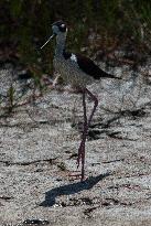 Black Necked Stilt