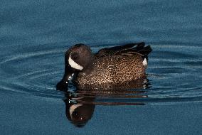 Blue Winged Teal