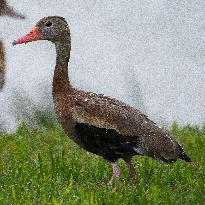 Black Bellied Whistling Duck