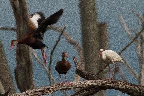 Black Bellied Whistling Duck