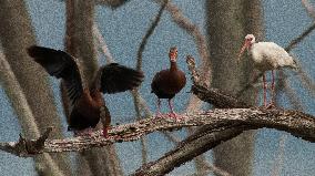 Black Bellied Whistling Duck