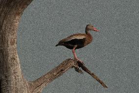 Black Bellied Whistling Duck