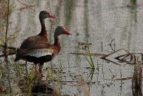 Black Bellied Whistling Duck