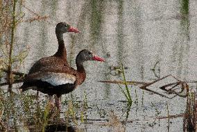 Black Bellied Whistling Duck