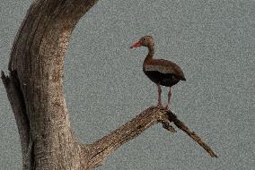 Black Bellied Whistling Duck