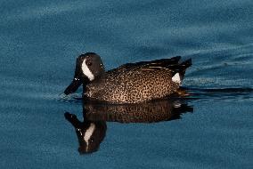 Blue Winged Teal