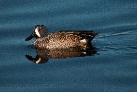 Blue Winged Teal