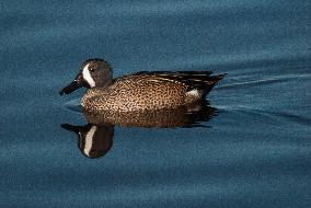 Blue Winged Teal