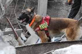 SAR dogs at work after Russian missile attack on Dnipro