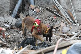 SAR dogs at work after Russian missile attack on Dnipro