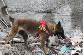 SAR dogs at work after Russian missile attack on Dnipro