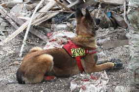 SAR dogs at work after Russian missile attack on Dnipro