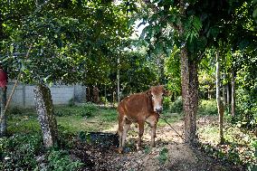 Daily Life In Pattani, Thailand