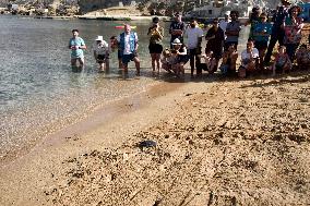 A Turtle Released Into The Sea At Gnejna Bay - Malta