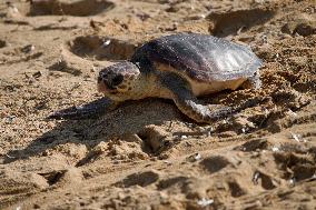 A Turtle Released Into The Sea At Gnejna Bay - Malta