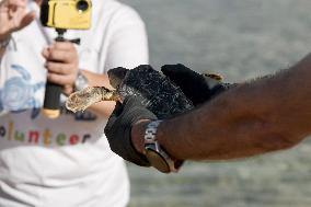 A Turtle Released Into The Sea At Gnejna Bay - Malta