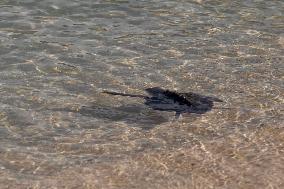 A Turtle Released Into The Sea At Gnejna Bay - Malta