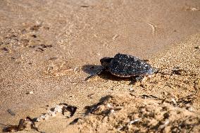 A Turtle Released Into The Sea At Gnejna Bay - Malta