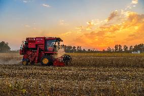 Grain Harvest - China