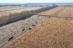 Grain Harvest - China