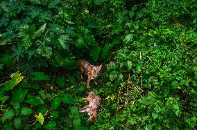 Wild Golden Jackal (Canis Aureus) Resting In The Forest - Animal India