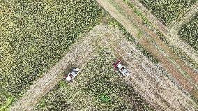 Red Sorghum Harvest in Suqian