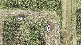 Red Sorghum Harvest in Suqian