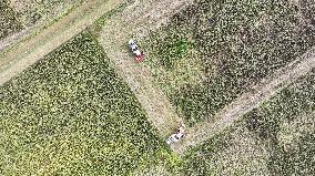 Red Sorghum Harvest in Suqian