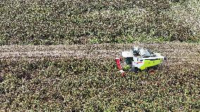 Red Sorghum Harvest in Suqian