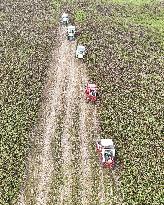 Red Sorghum Harvest in Suqian