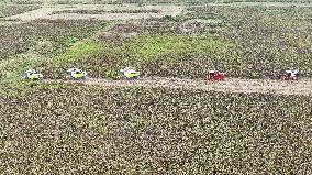 Red Sorghum Harvest in Suqian