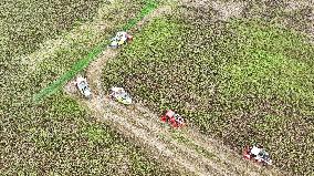 Red Sorghum Harvest in Suqian