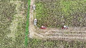 Red Sorghum Harvest in Suqian