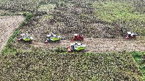 Red Sorghum Harvest in Suqian