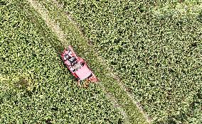 Red Sorghum Harvest in Suqian