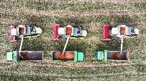 Red Sorghum Harvest in Suqian