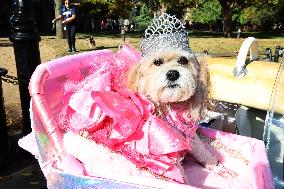 Washington Square Park Dog Halloween