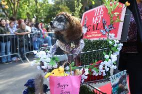 Washington Square Park Dog Halloween