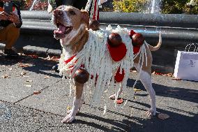 Washington Square Park Dog Halloween