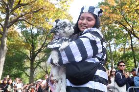 Washington Square Park Dog Halloween