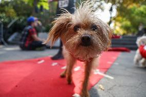 Washington Square Park Dog Halloween