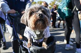 Washington Square Park Dog Halloween