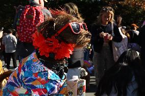 Washington Square Park Dog Halloween