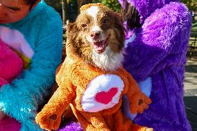 Washington Square Park Dog Halloween