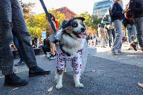 Washington Square Park Dog Halloween