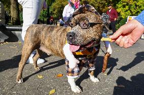 Washington Square Park Dog Halloween