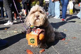 Washington Square Park Dog Halloween