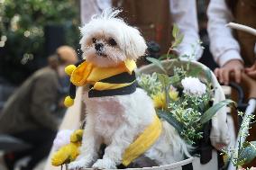 Washington Square Park Dog Halloween