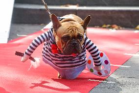 Washington Square Park Dog Halloween